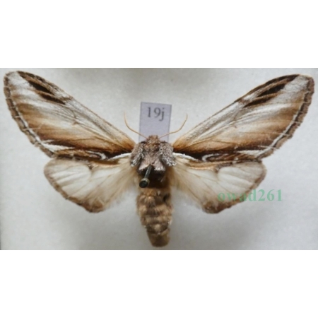 Pheosia gnoma (Fabricius, 1776) Garbatka brzozówka Czech19j